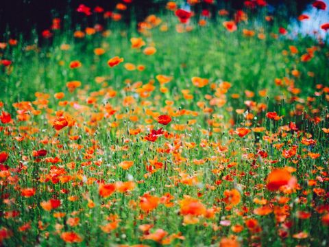 Flanders Field 6Iraz6Rplpa